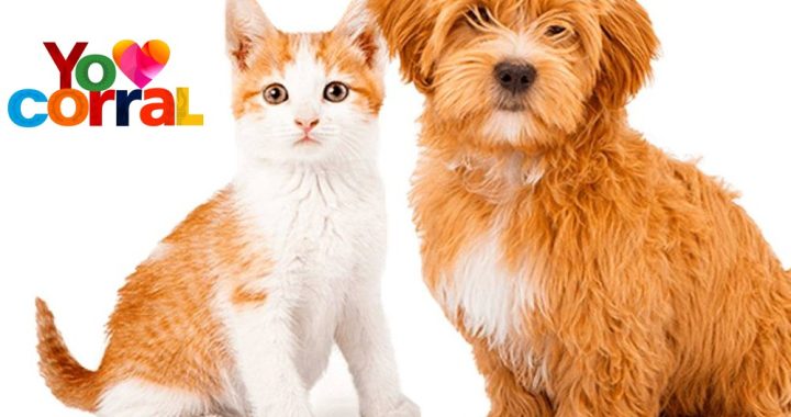 Campaña de Vacunación Antirrábica para Mascotas